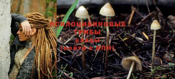 шишки Арсеньев